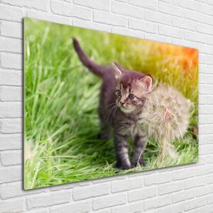 Foto obraz skleněný horizontální Kočka pampeliška osh-107758068