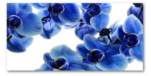 Foto obraz sklo tvrzené Modrná orchidej osh-108719239