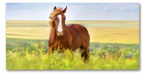 Foto obraz sklo tvrzené Hnědý kůň osh-111439137