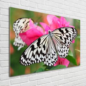 Foto obraz sklo tvrzené Motýl na květině osh-111962748