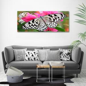 Foto obraz na plátně Motýl na květině oc-111962748