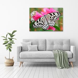 Foto obraz na plátně Motýl na květině oc-111962748