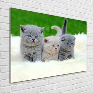 Foto obraz sklo tvrzené Tři kočky na dece osh-112670236
