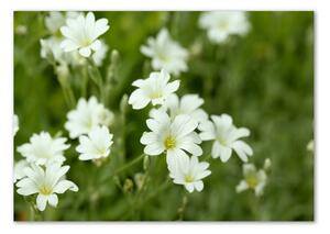 Foto obraz sklo tvrzené Jarní květiny osh-112767766
