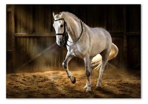 Moderní foto obraz na stěnu Bílý kůň ve stáji osh-113734003