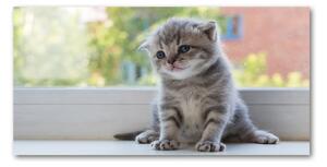 Foto obraz fotografie na skle Malá kočka u okna osh-114401117