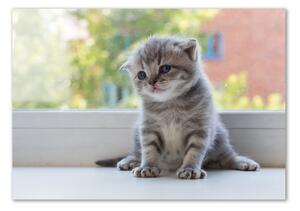 Foto obraz fotografie na skle Malá kočka u okna osh-114401117