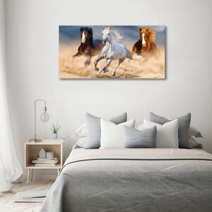 Foto obraz fotografie na skle Koně na poušti osh-114734270