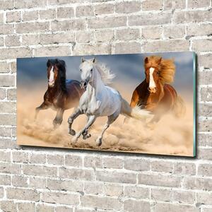Foto obraz fotografie na skle Koně na poušti osh-114734270