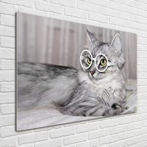 Fotoobraz na skle Kočka v brýlích osh-115959381
