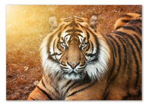 Moderní skleněný obraz z fotografie Bengálský tygr osh-116603957