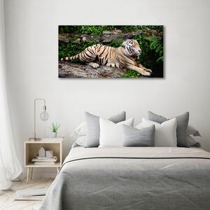 Foto obraz na plátně Tygr na skále oc-118161704