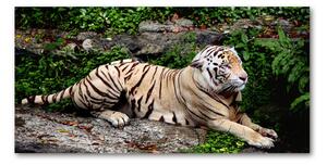 Foto obraz skleněný horizontální Tygr na skále osh-118161704