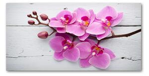 Foto obraz skleněný horizontální Orchidej a na stromě osh-118409675