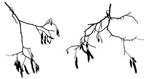 FUGU Samolepka na zeď- Podzimní větve stromu se zbytky listí Barva: černá 070, Rozměr: 2x větve 26x36 a 38x33 cm