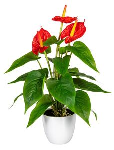 Umělá květina Anthurium červená v květináči, 40cm