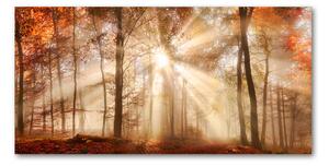 Foto obraz fotografie na skle Mlha v lese podzim osh-119225469