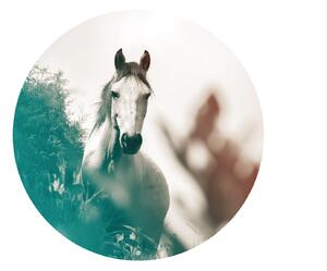 FUGU Kůň v přírodě - samolepka na zeď přemístitelný kruh Rozměr: Malý kruh 41 cm