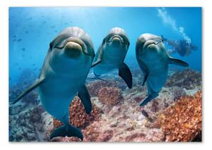 Foto obraz sklo tvrzené Delfíny osh-119968154