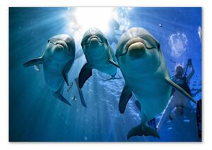 Foto obraz sklo tvrzené Tři delfíni osh-119968160