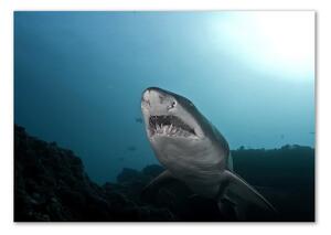 Fotoobraz na skle Velký žralok osh-120086004