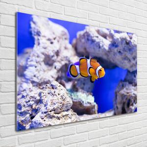 Foto obraz sklo tvrzené Klaun očkatý a korálový útes osh-120479478