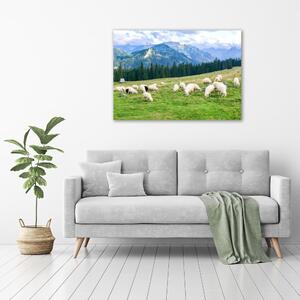 Fotoobraz na skle Ovce v Tatrách osh-121151461