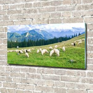 Fotoobraz na skle Ovce v Tatrách osh-121151461