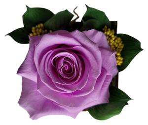 IDARY Stabilizovaná věčná růže v dřevěném květináči střední - fialová