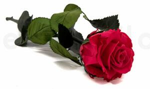 Verdissimo Stabilizovaná věčná růže se stonkem v dárkové krabičce - tmavě růžová