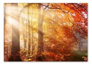 Foto obraz fotografie na skle Podzimní les osh-122248477