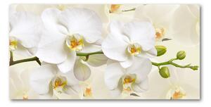 Fotoobraz na skle Orchidej osh-123330197