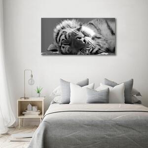 Foto obraz sklo tvrzené Spící tygr osh-125000206