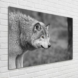 Foto obraz fotografie na skle Šedý vlk osh-125421387