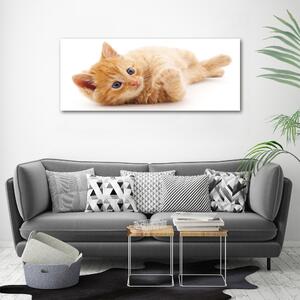 Foto obraz canvas Červená kočka oc-126034635