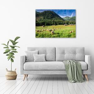 Foto obraz na plátně Ovce v Tatrách oc-127508967