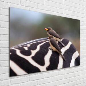 Foto obraz sklo tvrzené Ptáci a zebra osh-133933149
