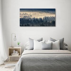 Foto obraz fotografie na skle Mlha nad lesem osh-134224571