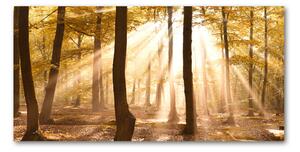 Fotoobraz na skle Podzimní les osh-140215873
