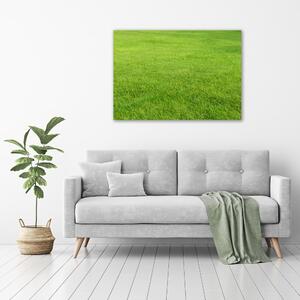 Foto obraz na plátně do obýváku Zelená tráva oc-141153462