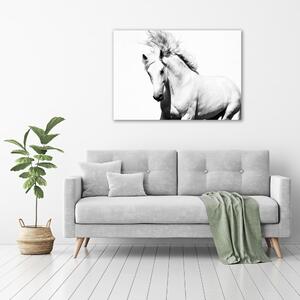 Moderní obraz canvas na rámu Bílý kůň oc-14270832