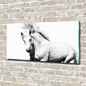 Foto-obraz fotografie na skle Bílý kůň osh-14270832