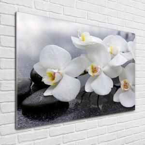 Fotoobraz na skle Orchidej osh-144310520