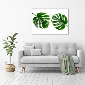 Moderní obraz canvas na rámu Tropické listí oc-145760830