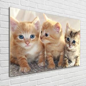 Fotoobraz na skle Malé kočky osh-159538391