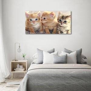 Fotoobraz na skle Malé kočky osh-159538391