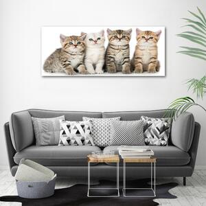 Foto obraz na plátně Malé kočky oc-159885002
