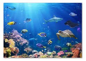 Foto obraz sklo tvrzené Korálový útes osh-161347812