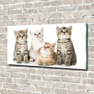 Foto obraz fotografie na skle Malé kočky osh-162169974