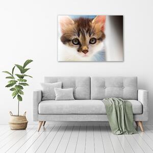Foto obraz fotografie na skle Malá kočka osh-162385240